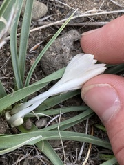 Leucocrinum
