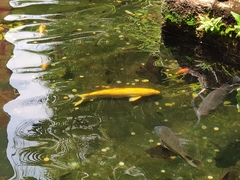 Cyprinus rubrofuscus