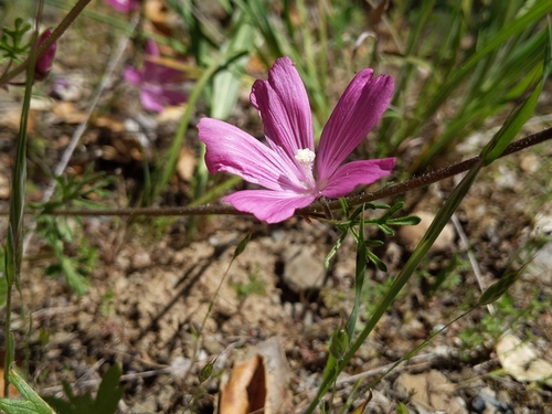 iNaturalist observation photo of checkerbloom