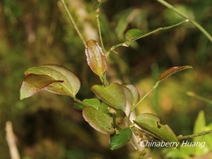 © Lijin Huang (紫楝), some rights reserved (CC-BY-NC)