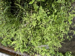 Commicarpus scandens