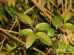 © Lijin Huang (紫楝), some rights reserved (CC-BY-NC)