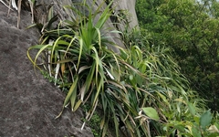 Freycinetia formosana