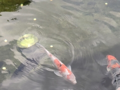 Cyprinus rubrofuscus