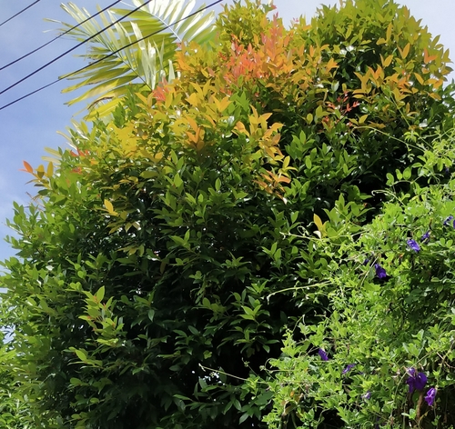 Syzygium myrtifolium