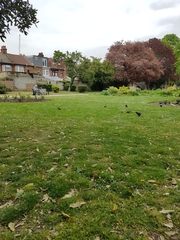 Sturnus vulgaris