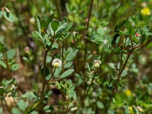 iNaturalist observation photo of Short-flower Deervetch