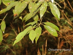 Neolitsea sericea
