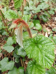 Rubus tricolor
