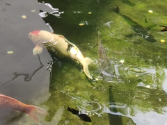 Cyprinus rubrofuscus