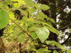Hydrangea anomala