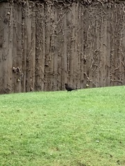 Turdus merula