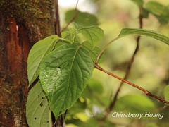 Hydrangea anomala