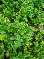 Alternanthera sissoo