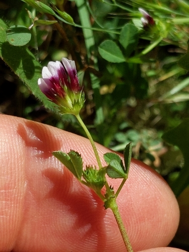iNaturalist observation photo of white-tipped clover