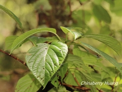 Hydrangea anomala