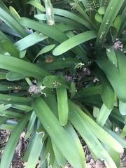 Clivia