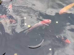 Cyprinus rubrofuscus