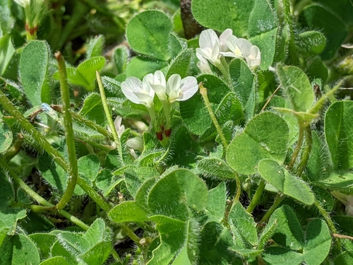 iNaturalist observation photo of Subterranean Clover