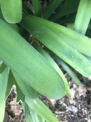 Clivia