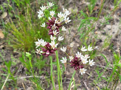 Allium canadense