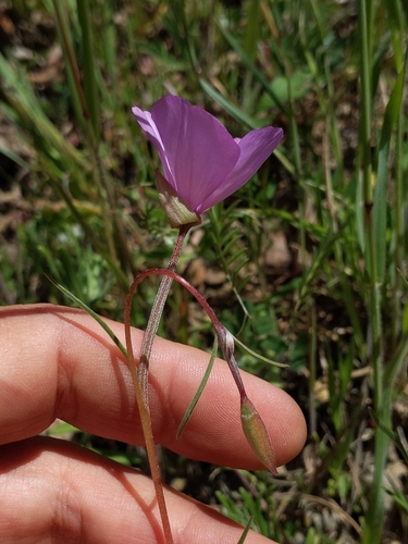 iNaturalist observation photo of slender clarkia