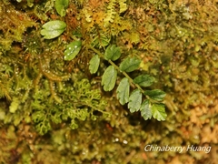 Elatostema obtusum trilobulatum
