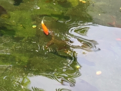 Cyprinus rubrofuscus