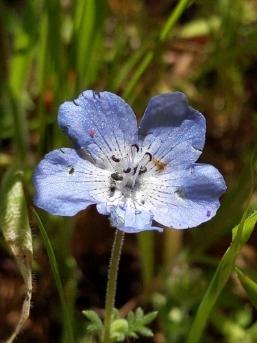 iNaturalist observation photo of Menzies' baby blue eyes