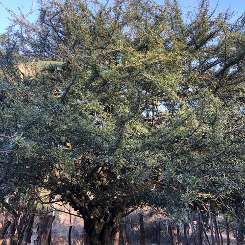 Crescentia alata - Whole tree