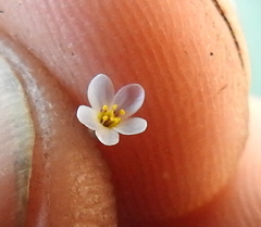 Leptosiphon pygmaeus