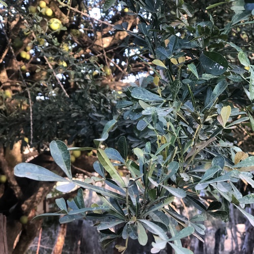 Crescentia alata - Leaves