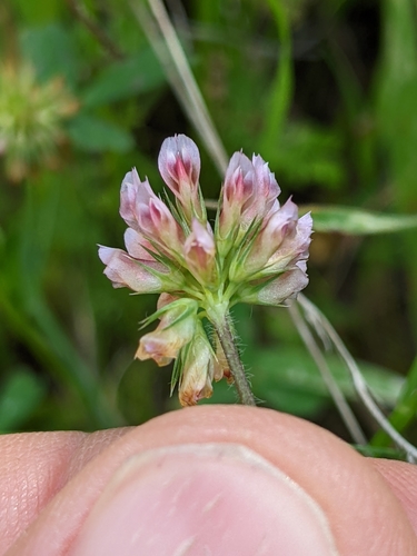 iNaturalist observation photo of Notchleaf Clover