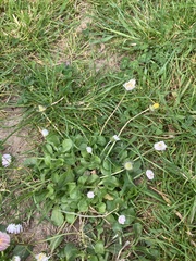 Bellis perennis