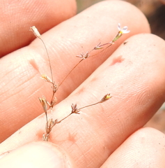 Leptosiphon pygmaeus