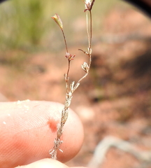 Leptosiphon pygmaeus