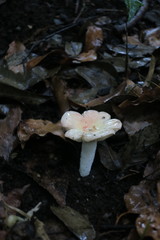 Russula