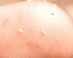 Leptosiphon pygmaeus