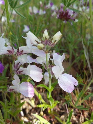 iNaturalist observation photo of Purple Chinese Houses