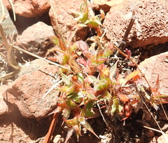 Chorizanthe polygonoides