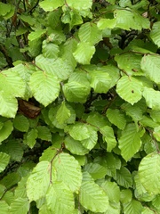 Fagus sylvatica