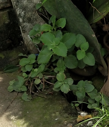 Coleus amboinicus