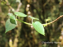 Hydrangea fauriei