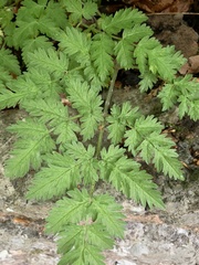Anthriscus sylvestris