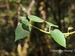 Hydrangea fauriei