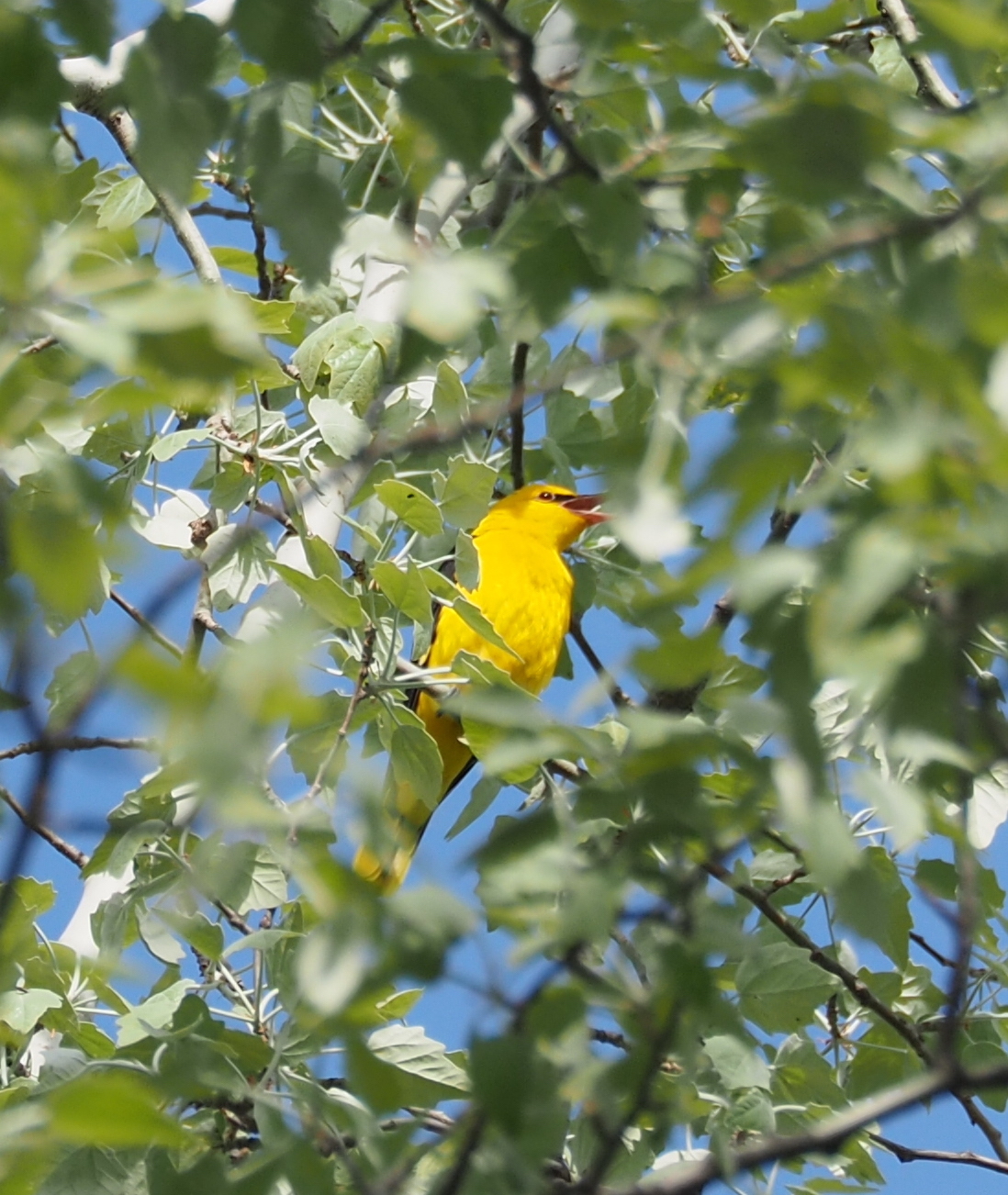 Eurasian Golden Oriole
