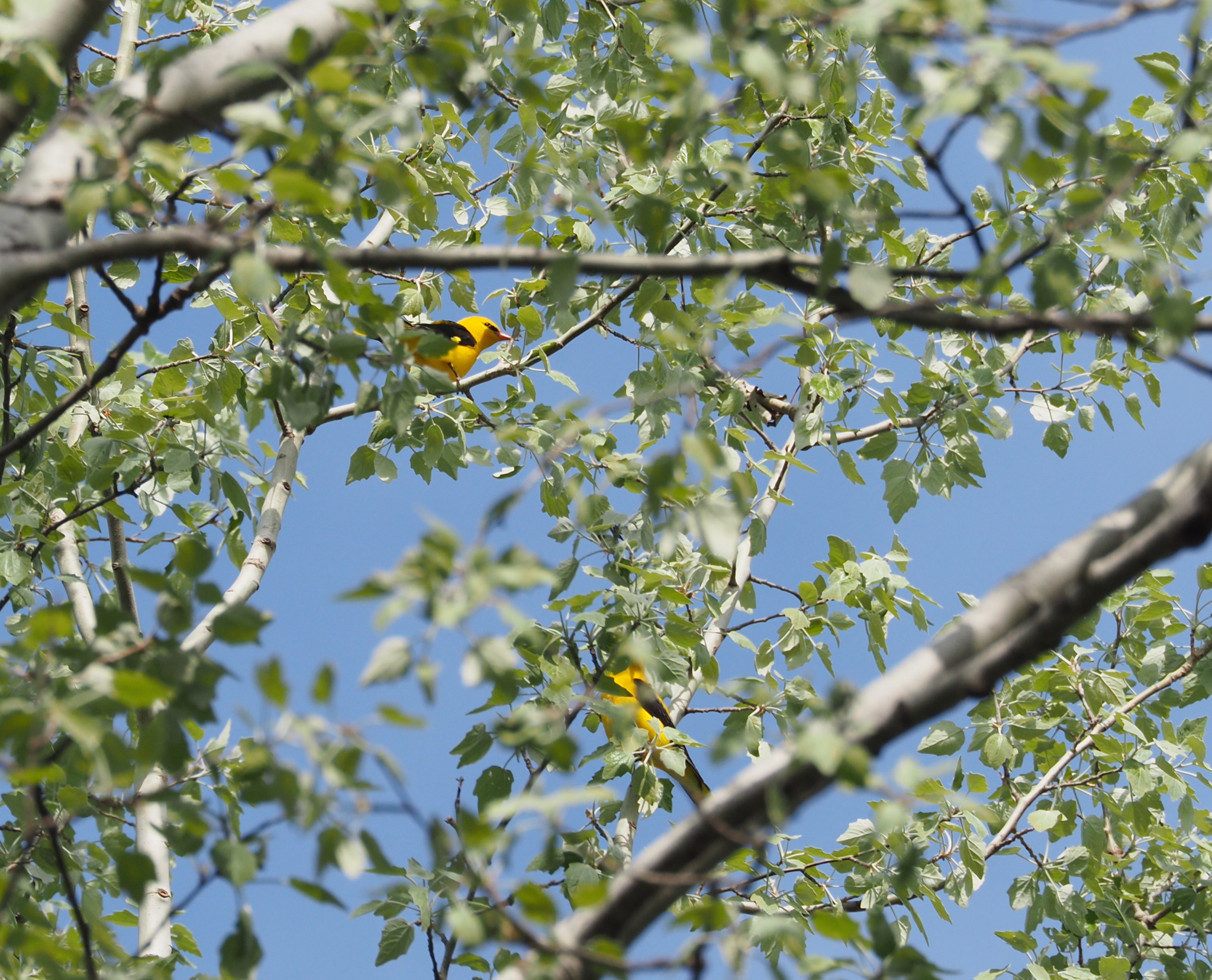 Eurasian Golden Oriole