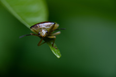 Elasmostethus nubilus