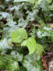 Lamium galeobdolon