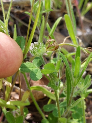 iNaturalist observation photo of small-headed clover